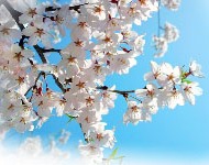 �S�����̉�